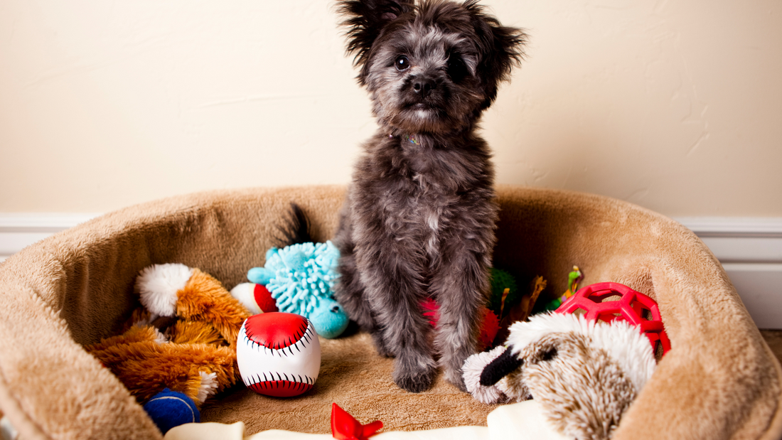 Types of Dog Toys and Their Benefits