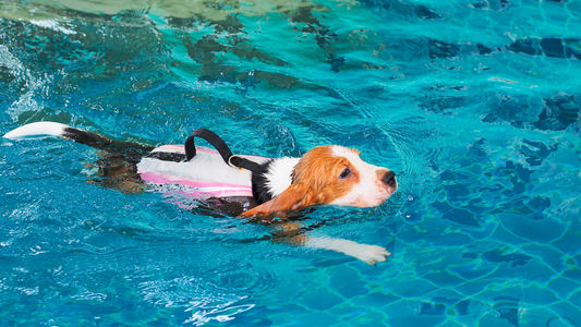 How Often Should You Bathe Your Dog After Swimming?