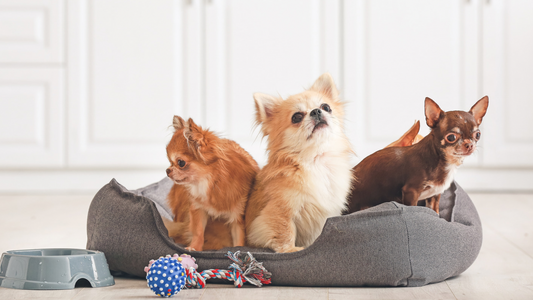 Tips For Keeping Dog Beds Clean