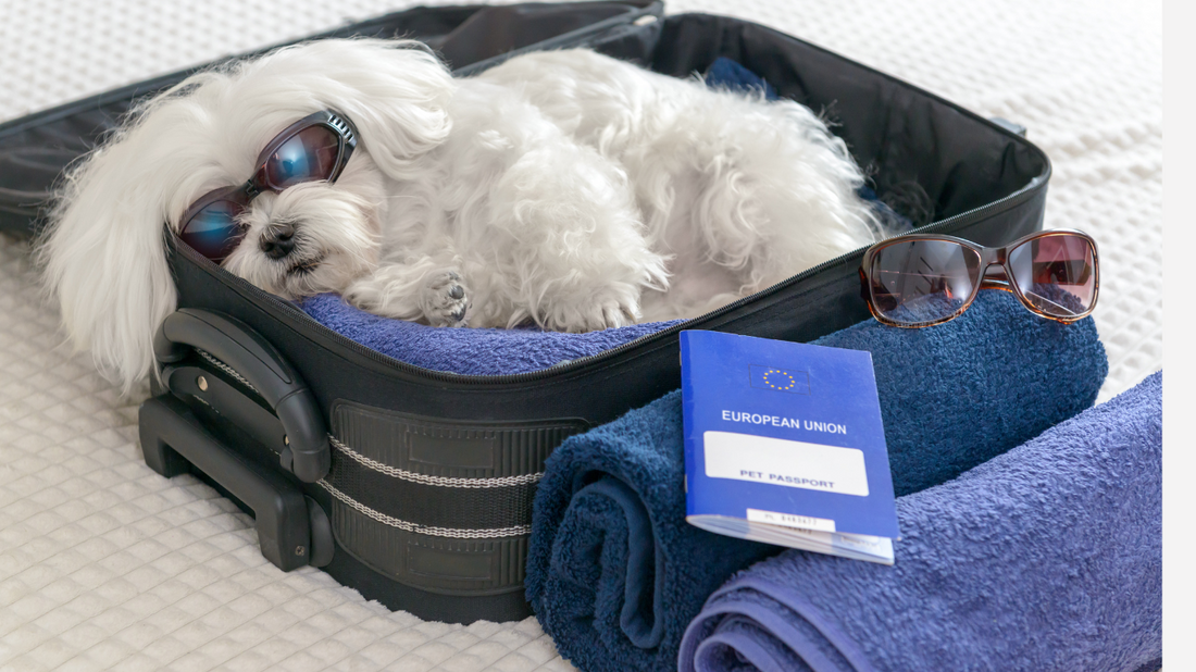 pet travel accessories