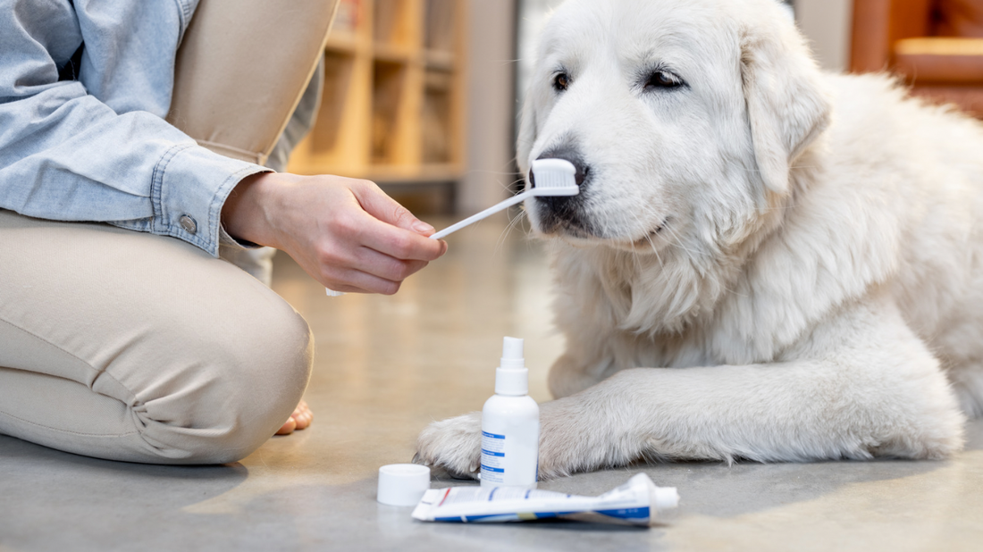 Caring For Your Pet's Teeth