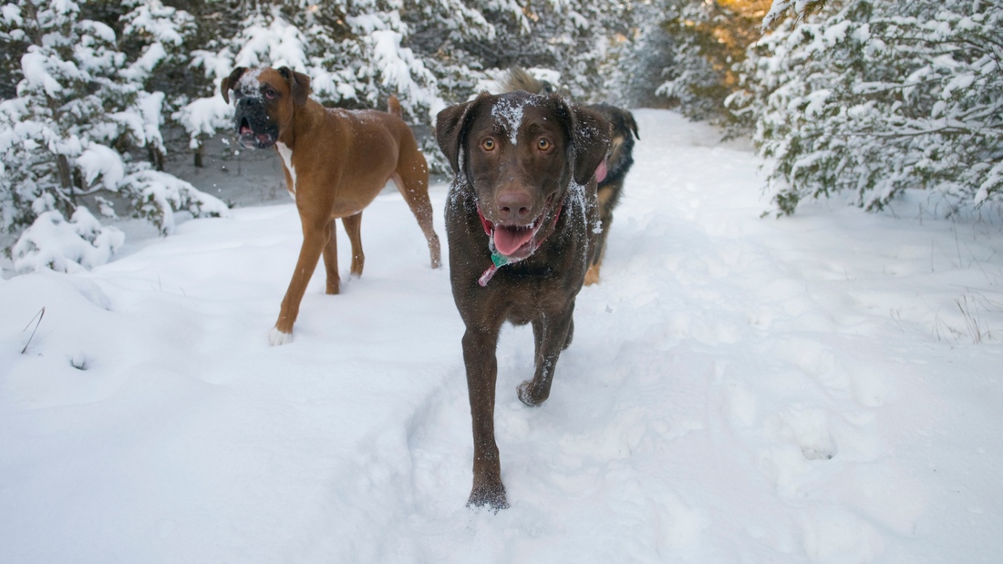 Embracing Winter: 10 Ways to Keep Your Dog Active and Happy