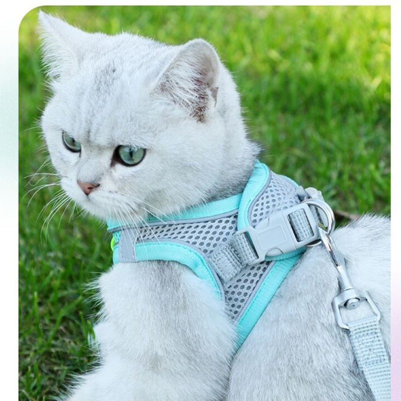 cat with leash