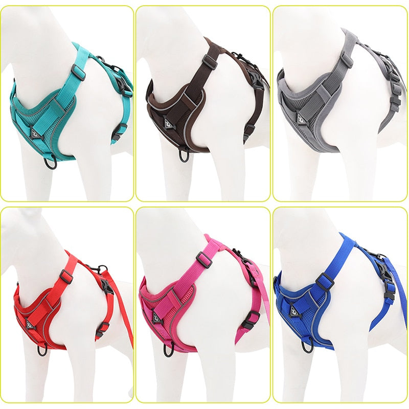 many harness and leash colors