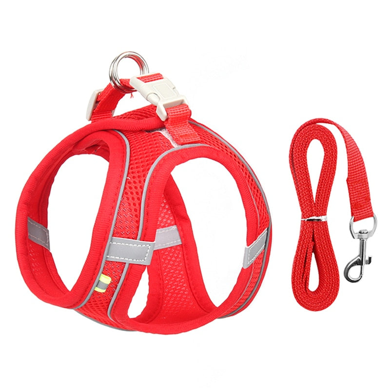 feline harness and leash