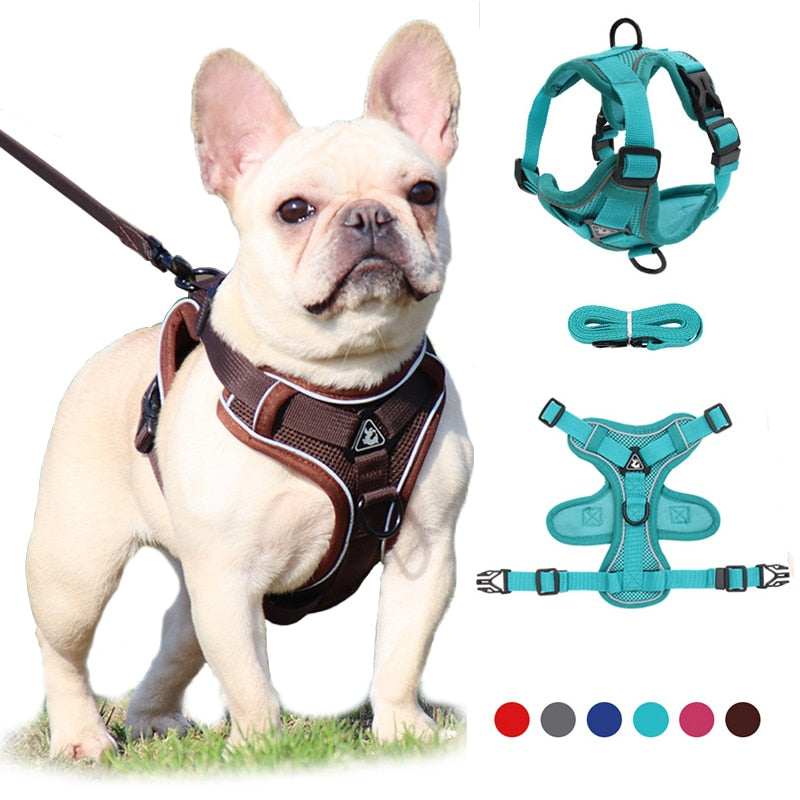 dog harness and leash